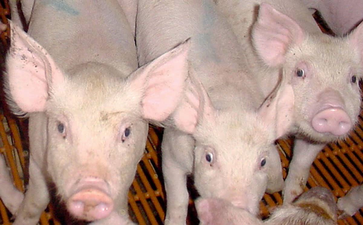 piglets