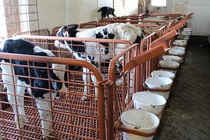 Calves in calf stalls