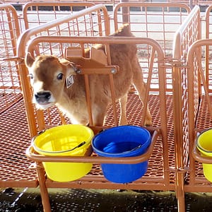 Calf eating in stall made of 100% Poly-Vinyl Coated Expanded Metal