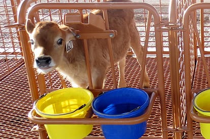 calf stalls