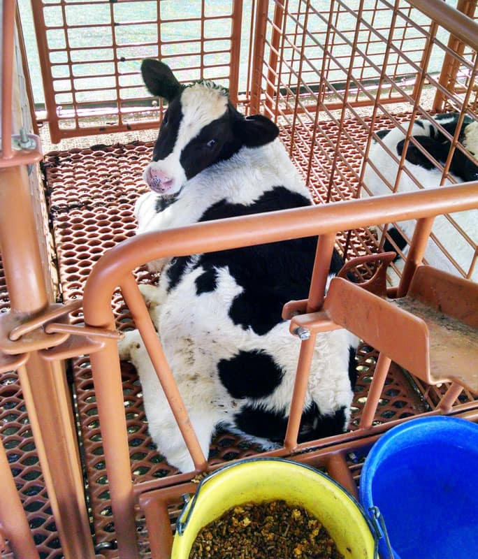 dura built calf stall