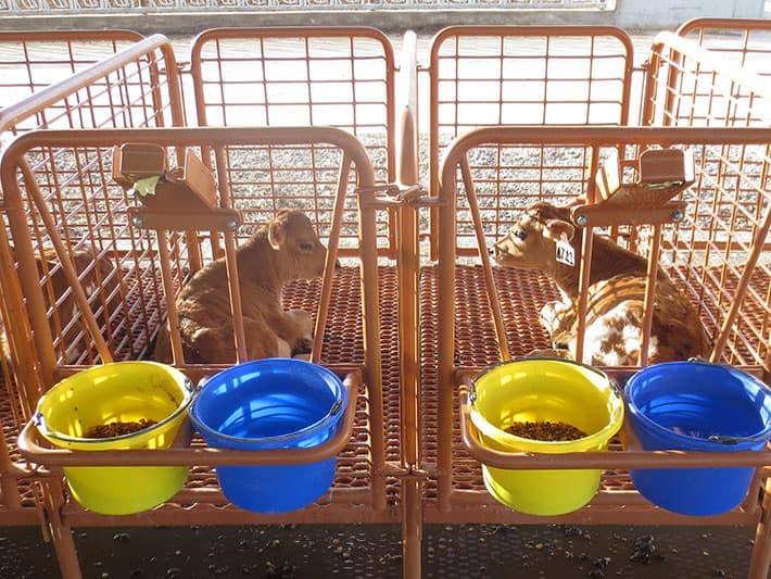Dura Bilt Calf Stalls livestock flooring at Sunrise Dairy