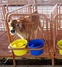 calf stalls