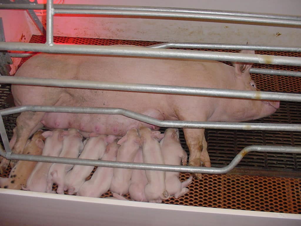 The Best Floors to Keep Your Pigs Show Ready - ADA Enterprises, Inc.